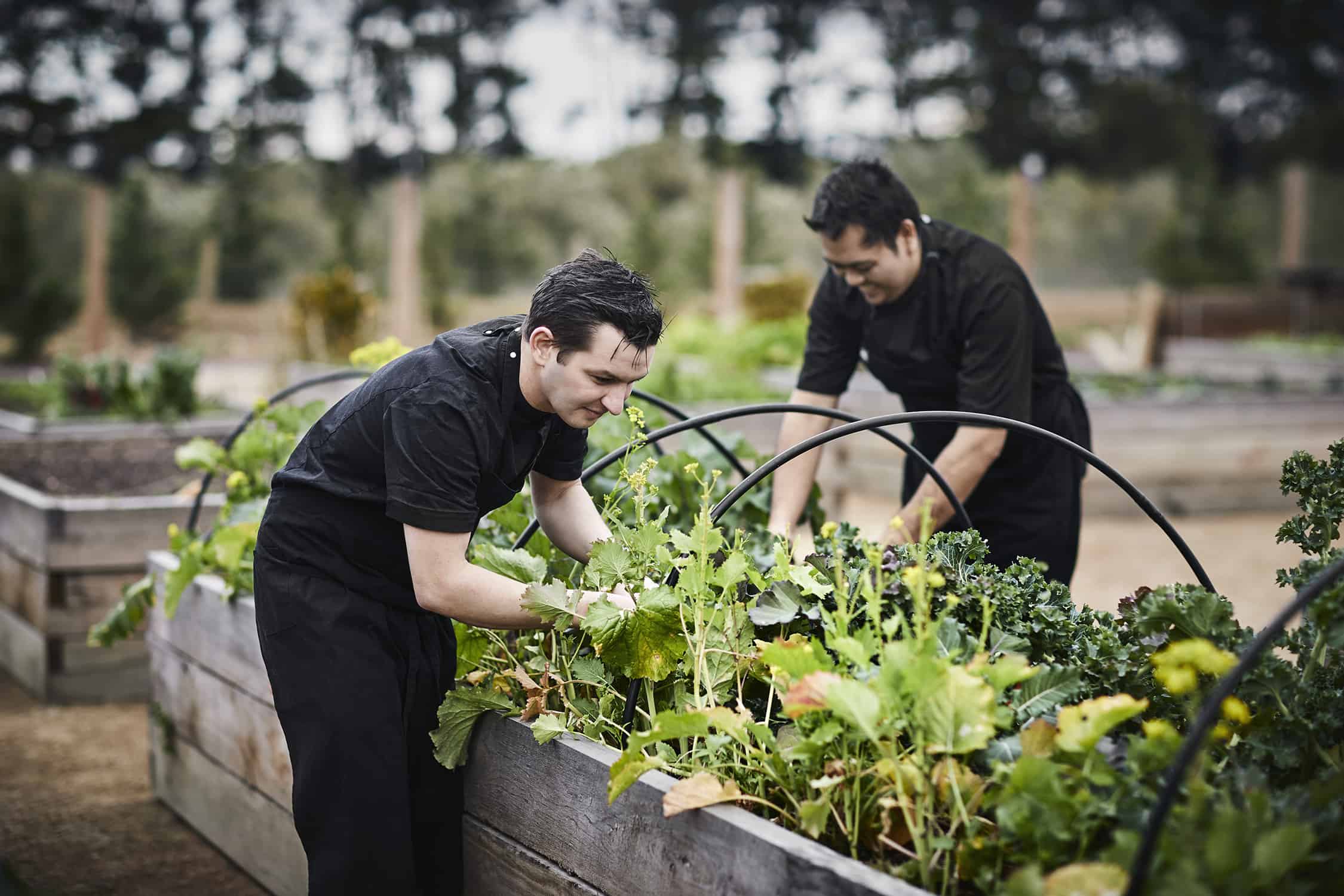 Mornington Peninsula Garden