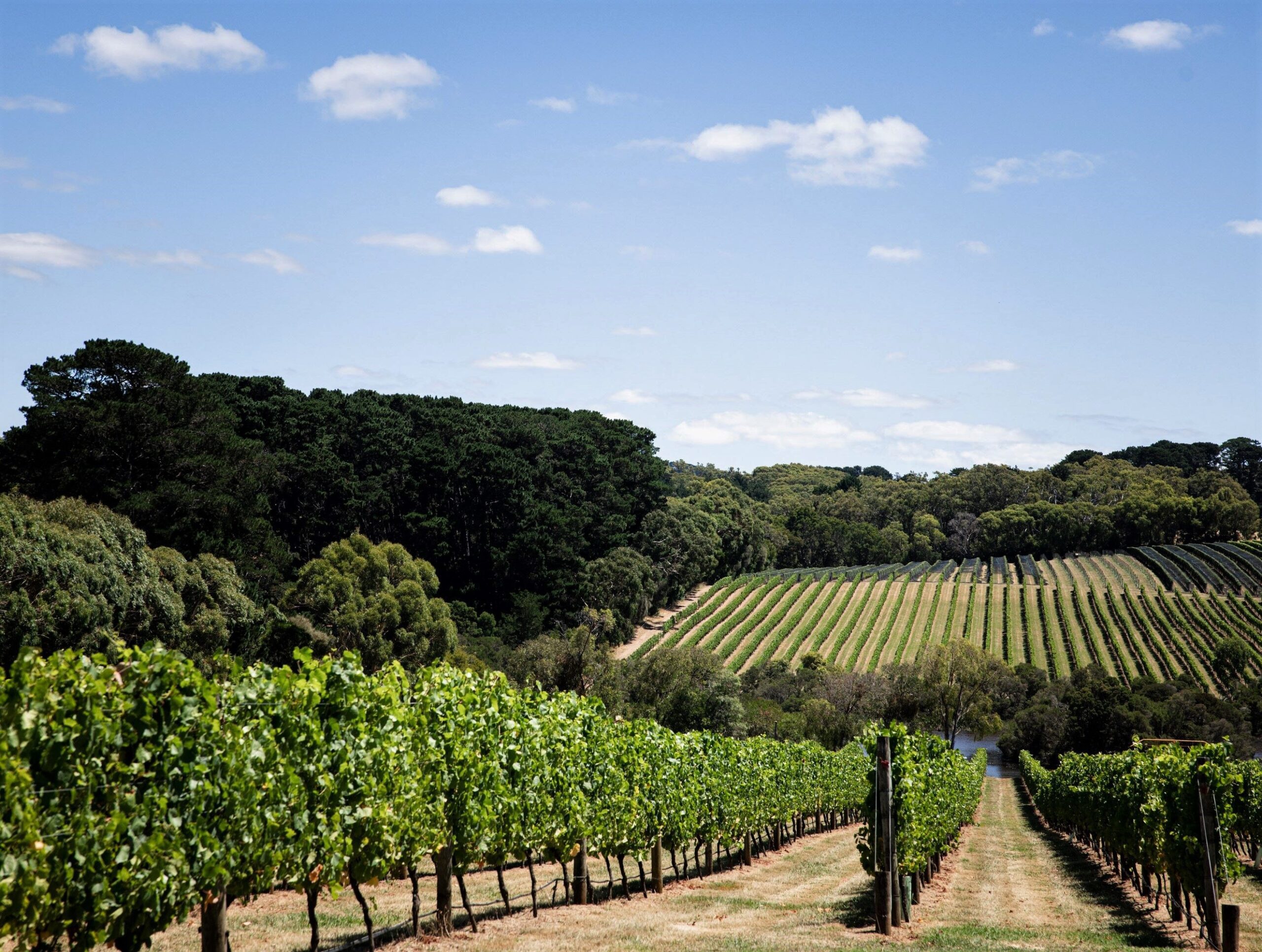 Summer day at Jackalope Hotel Mornington Peninsula