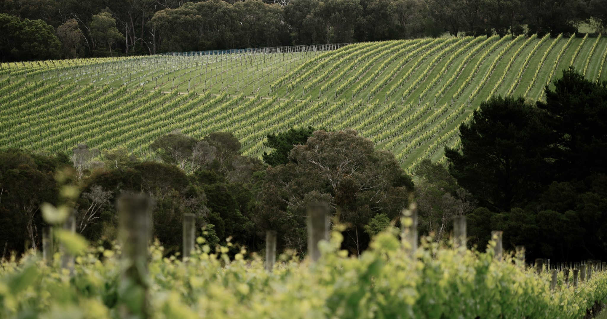 nature scene on the Mornington Peninsula